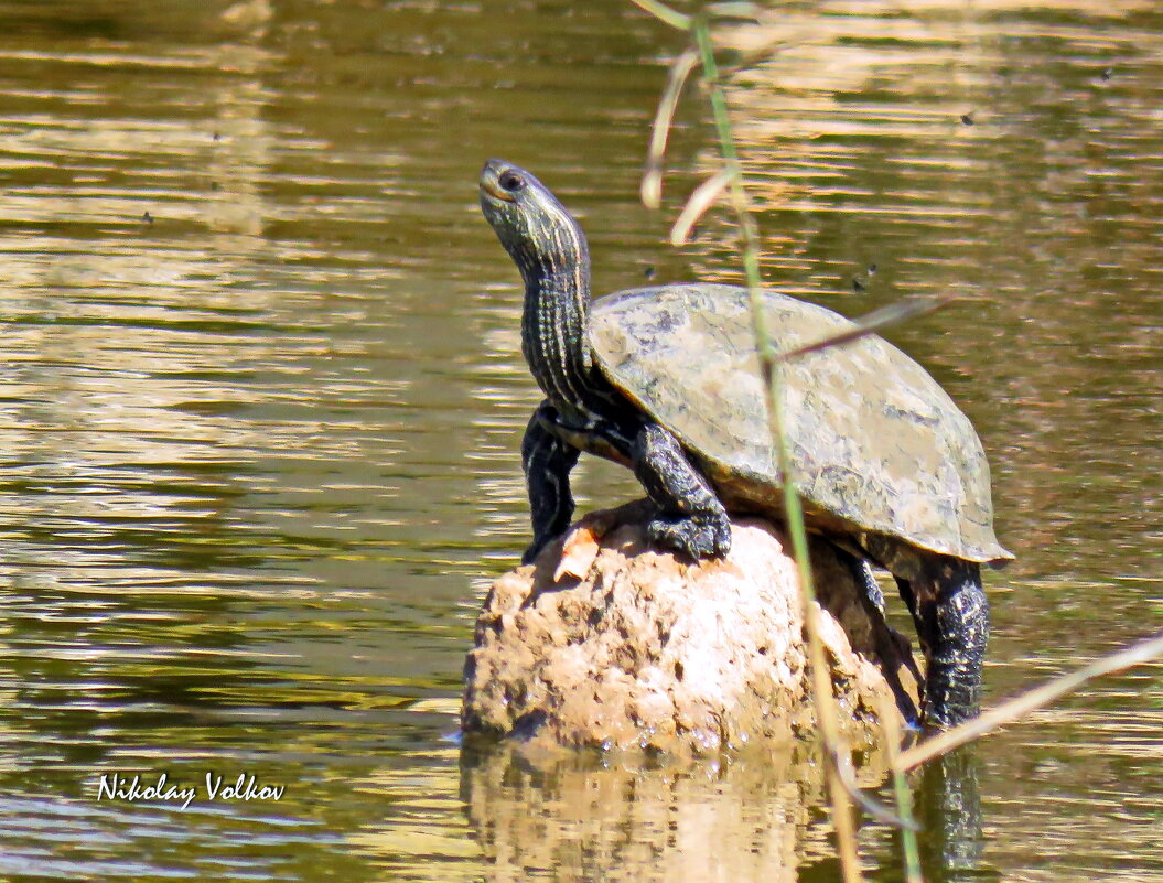Черепаха на солнце. - Николай Волков Черепаха на солнце. - Николай Волков