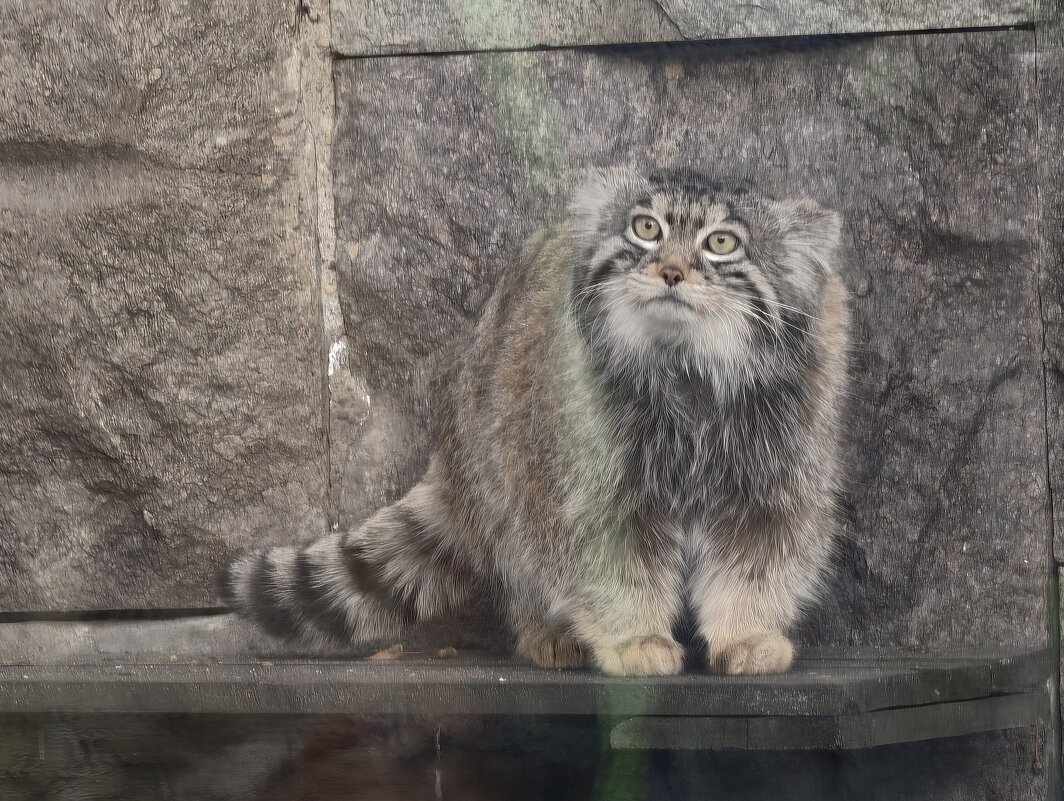 Манул Тимофей - <<< Наташа >>> Манул Тимофей - <<< Наташа >>>