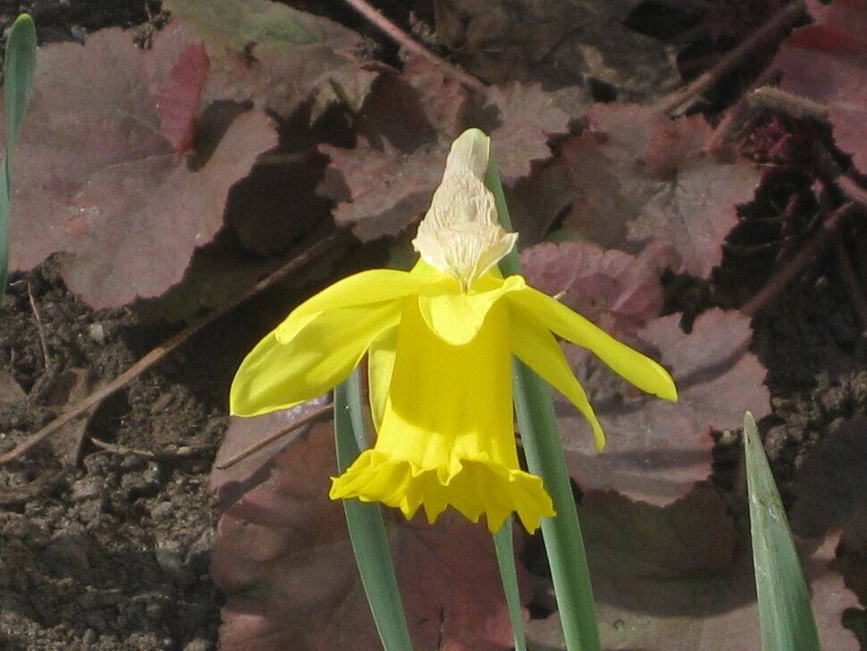 Жёлтый нарцисс - Дмитрий Никитин