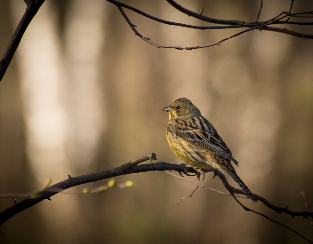 Овсянка. - Андрей Андрианов