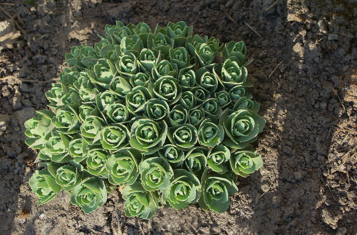 "Всего и надо, что вглядеться..." Ю.Левитанский - Syntaxist (Светлана)