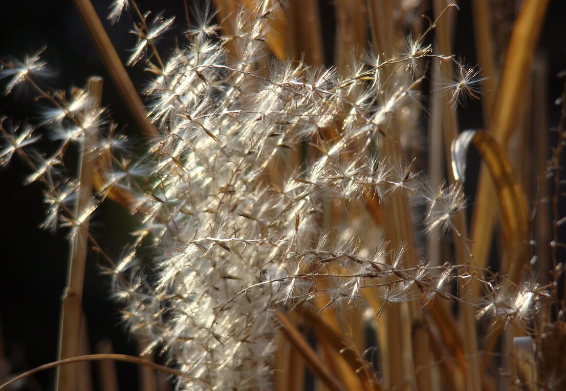 "Всего и надо, что вглядеться..." Ю.Левитанский - Syntaxist (Светлана)