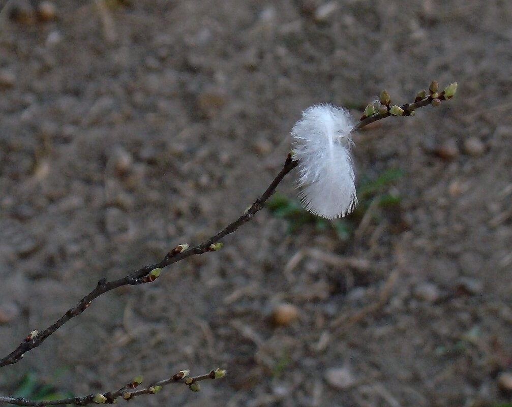 "Всего и надо, что вглядеться..." Ю.Левитанский - Syntaxist (Светлана)