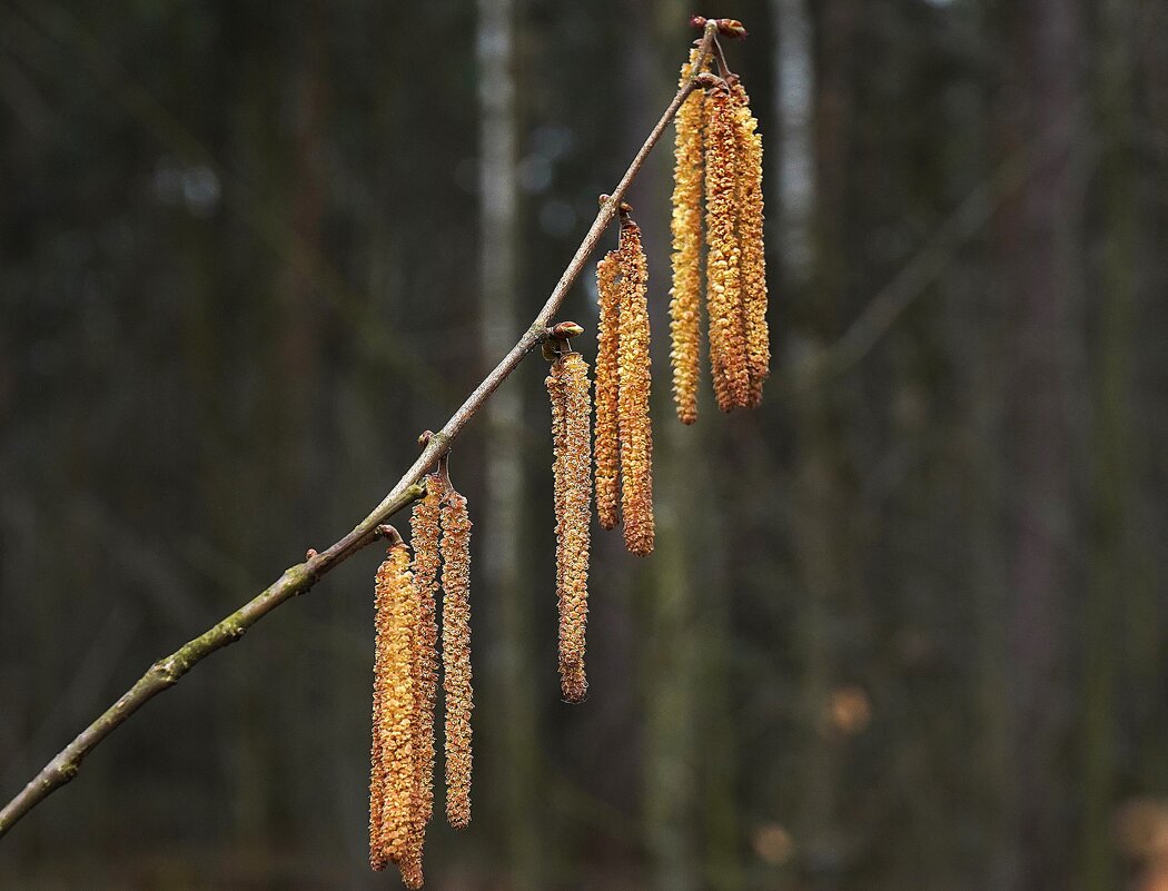 Весенние украшения - Татьяна Тюменка Весенние украшения - Татьяна Тюменка