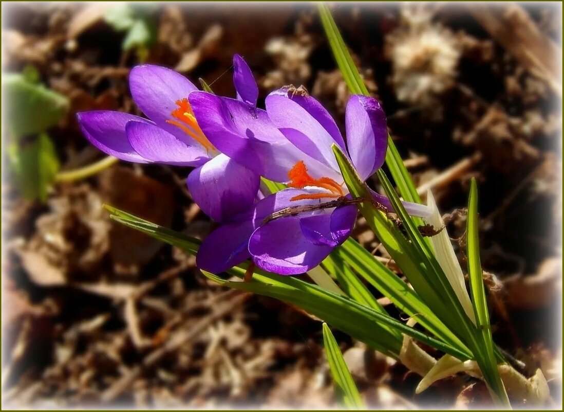 Первые крокусы - Валентина Надсон