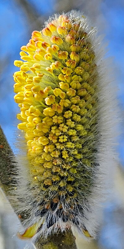 Верба - Михаил Свиденцов