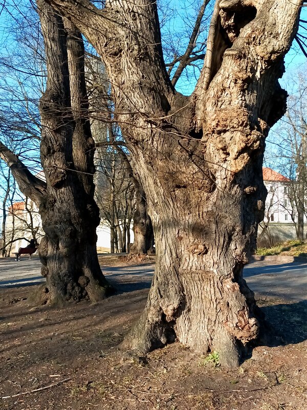 Голландские липы - Veera V