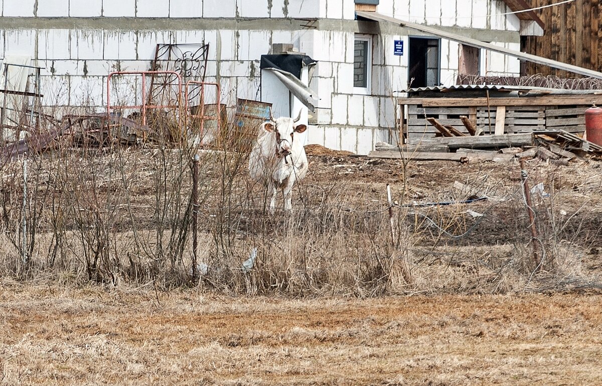 Вышла погулять - Валерий Иванович
