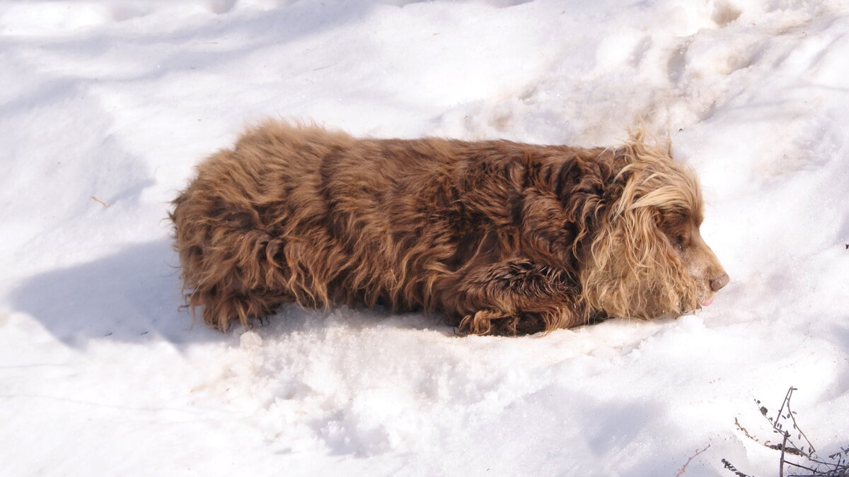 Собака на снегу. - сергей ермошкин Собака на снегу. - сергей ермошкин