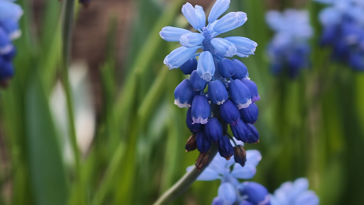 Мускари - Мариша Тим