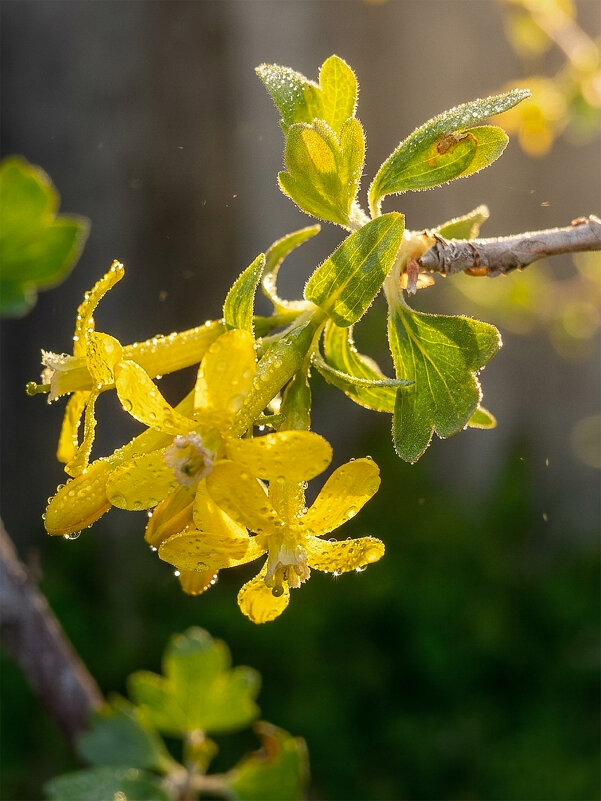 Йошта - Валерий Ткаченко
