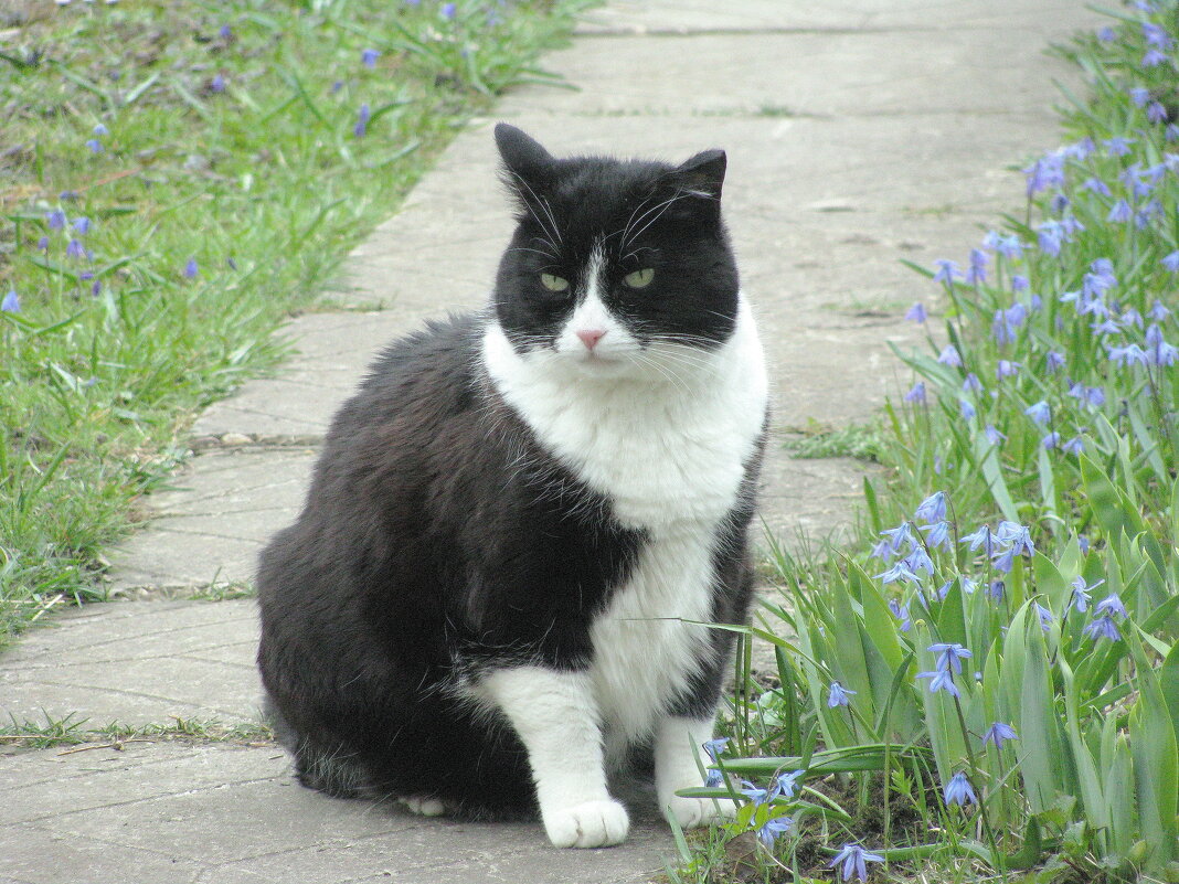 Отдыхает в саду - Людмила Смородинская Отдыхает в саду - Людмила Смородинская