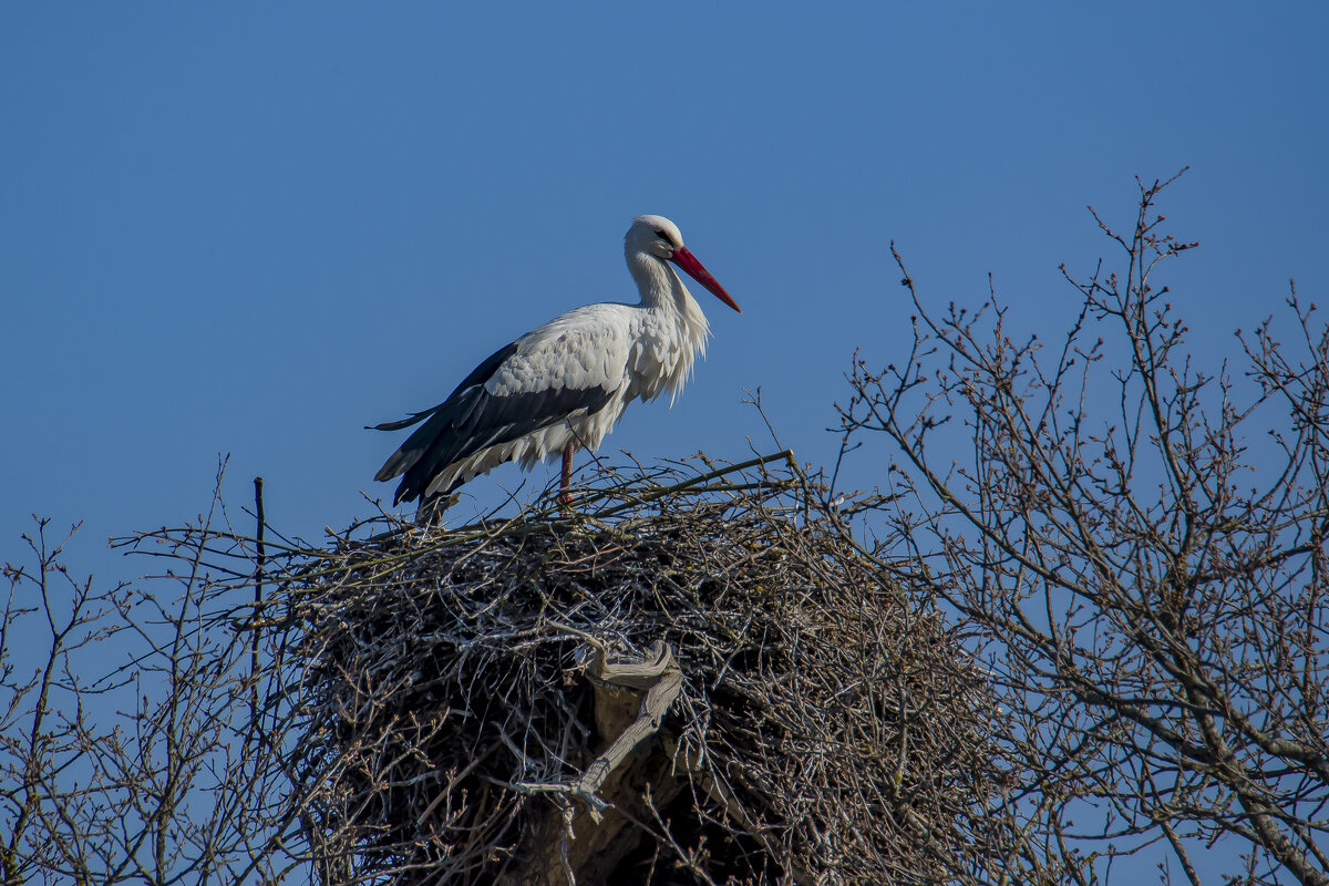 Первенцы прилетели. - Sergey (Apg) Первенцы прилетели. - Sergey (Apg)
