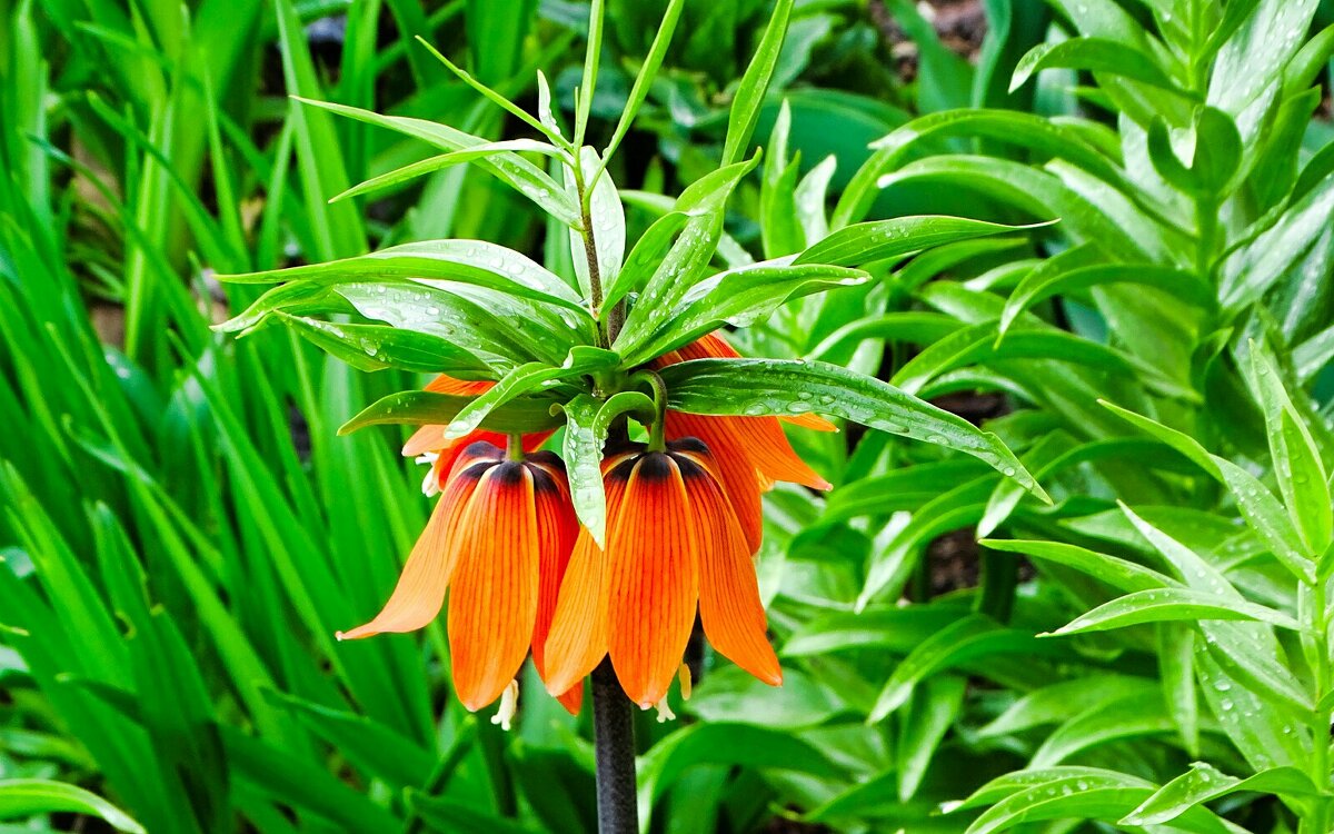 Оранжевый рябчик на городской клумбе. - Милешкин Владимир Алексеевич Оранжевый рябчик на городской клумбе. - Милешкин Владимир Алексеевич