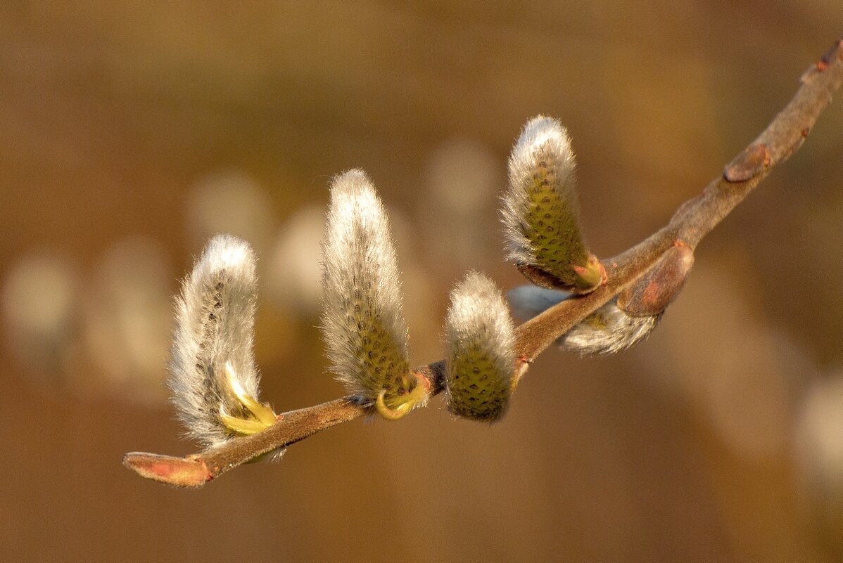 Пробуждение природы ... - Ravile 