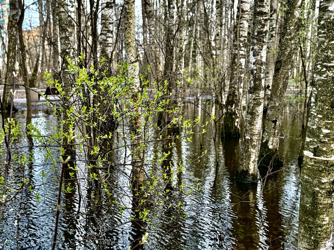 Зазеленело… - Любовь 