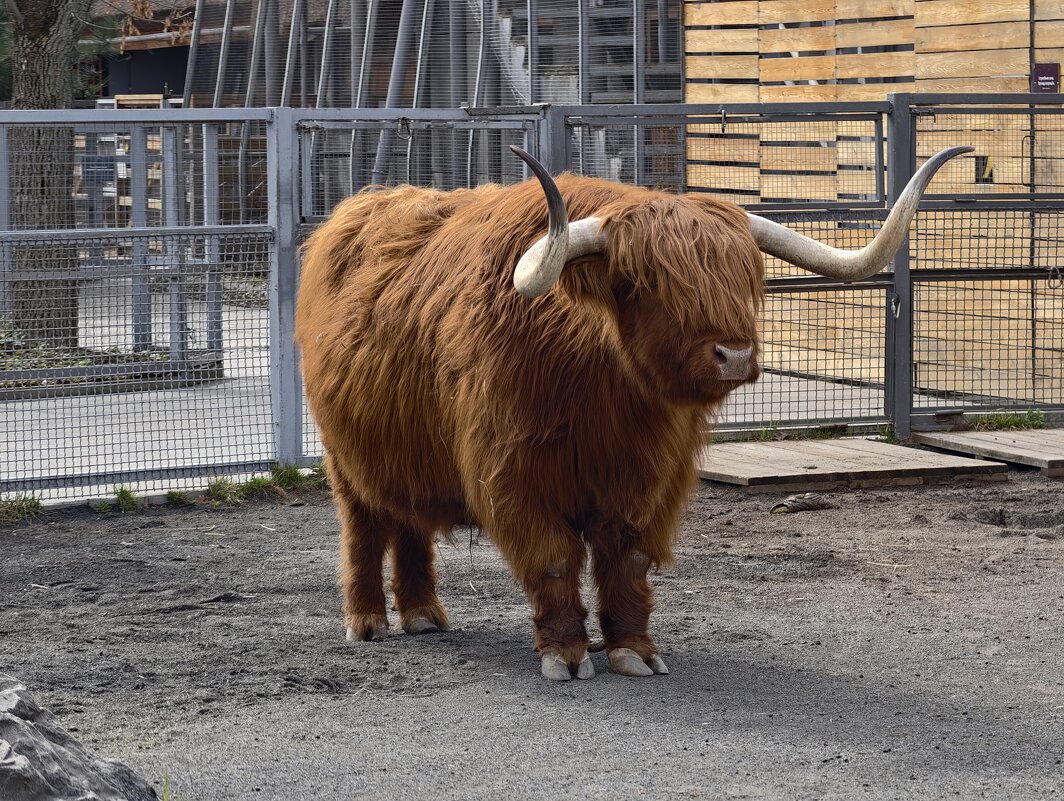 Бычок Гаврюша - <<< Наташа >>>