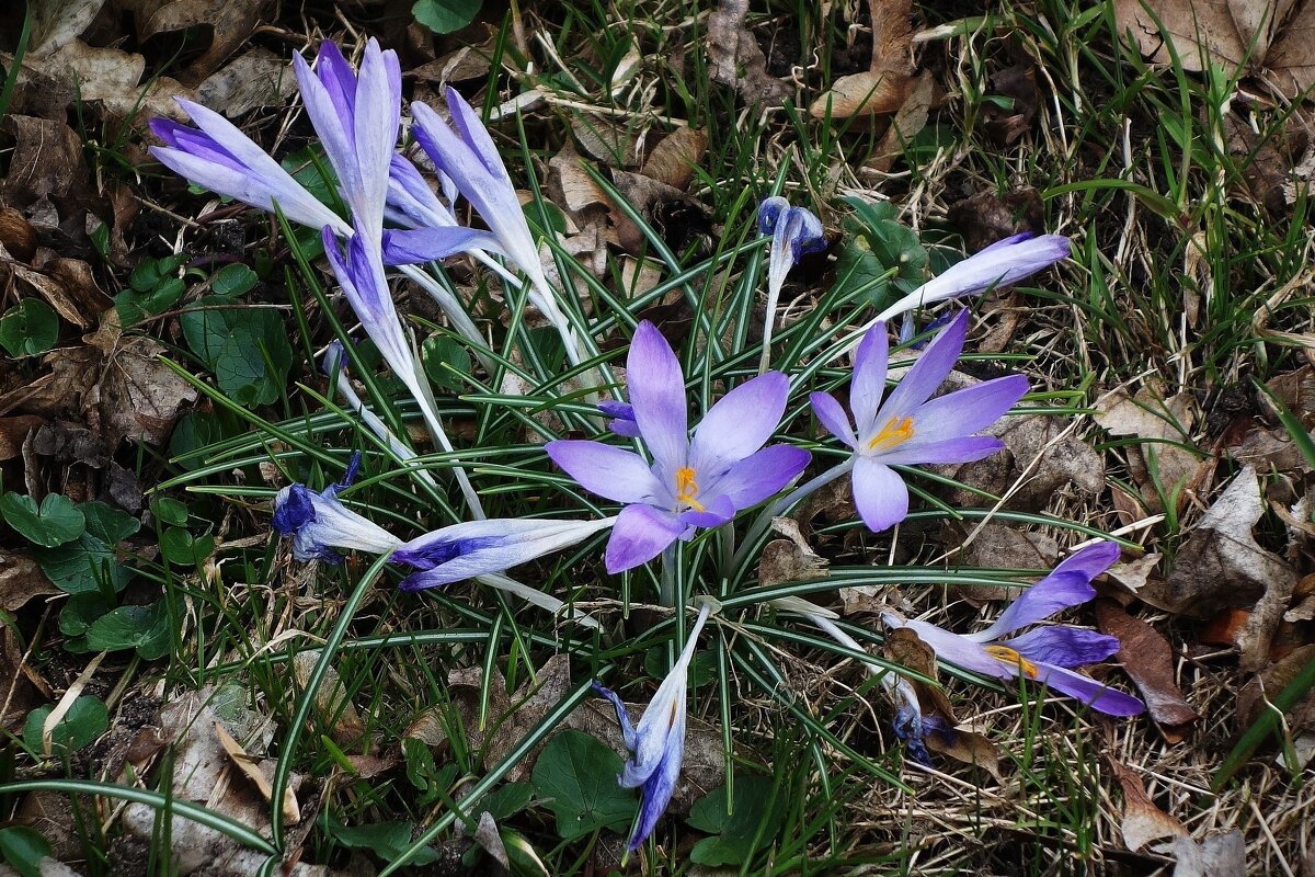 Крокусы - Рита Симонова