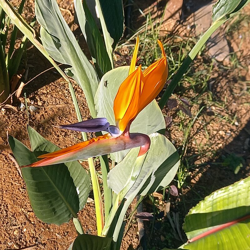 Стрелиция королевская. - Олег 