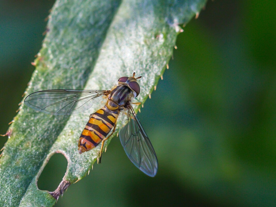 Краски лета. Оса. - Алексей Трухин