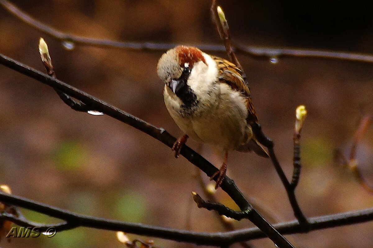 Он - kolyeretka Он - kolyeretka