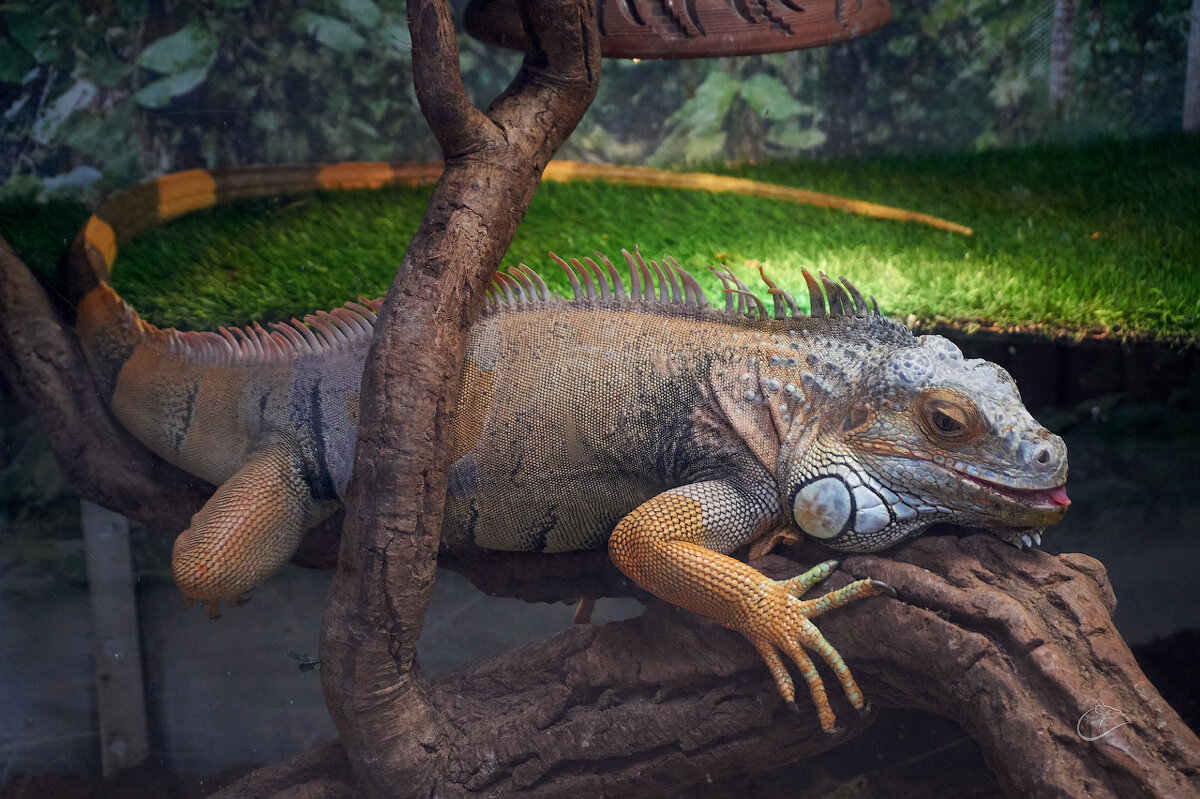 Игуана - Инна Драбкина Игуана - Инна Драбкина