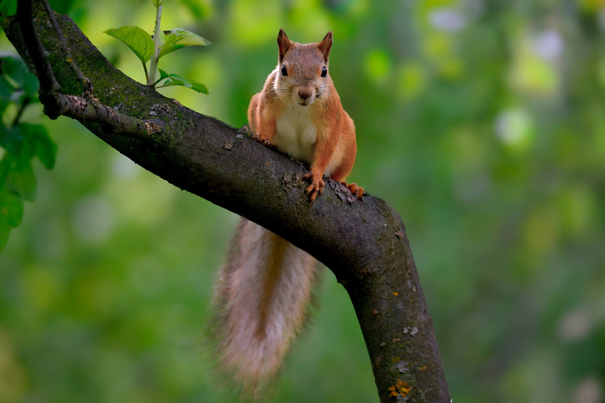 Белка на ветке яблони - Николай Соколухин