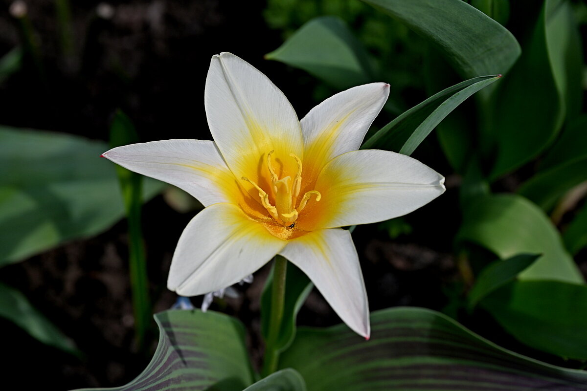 Тюльпан Кауфмана - Aleksandr .