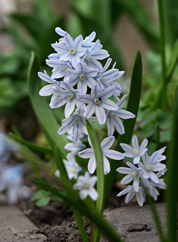 Пушкиния пролесковидная - Aleksandr .