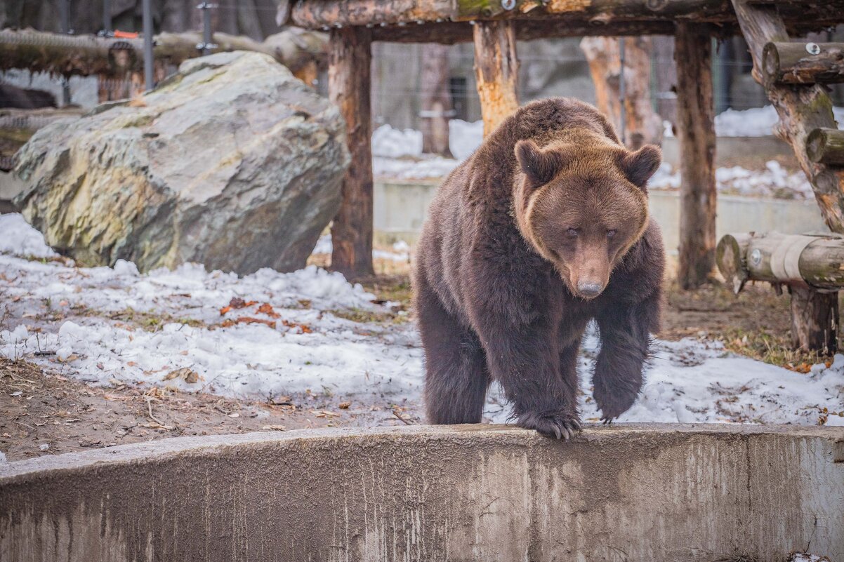 Бурая медведица ВАЛЯ. - Аркадий Лаптенко Бурая медведица ВАЛЯ. - Аркадий Лаптенко