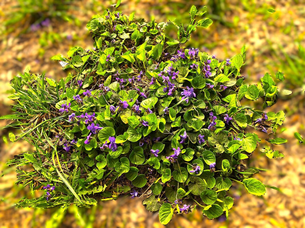 ***фиалка душистая*** - Olga Oskolkova