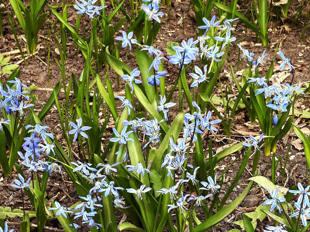 ***пролеска лесная*** - Olga Oskolkova