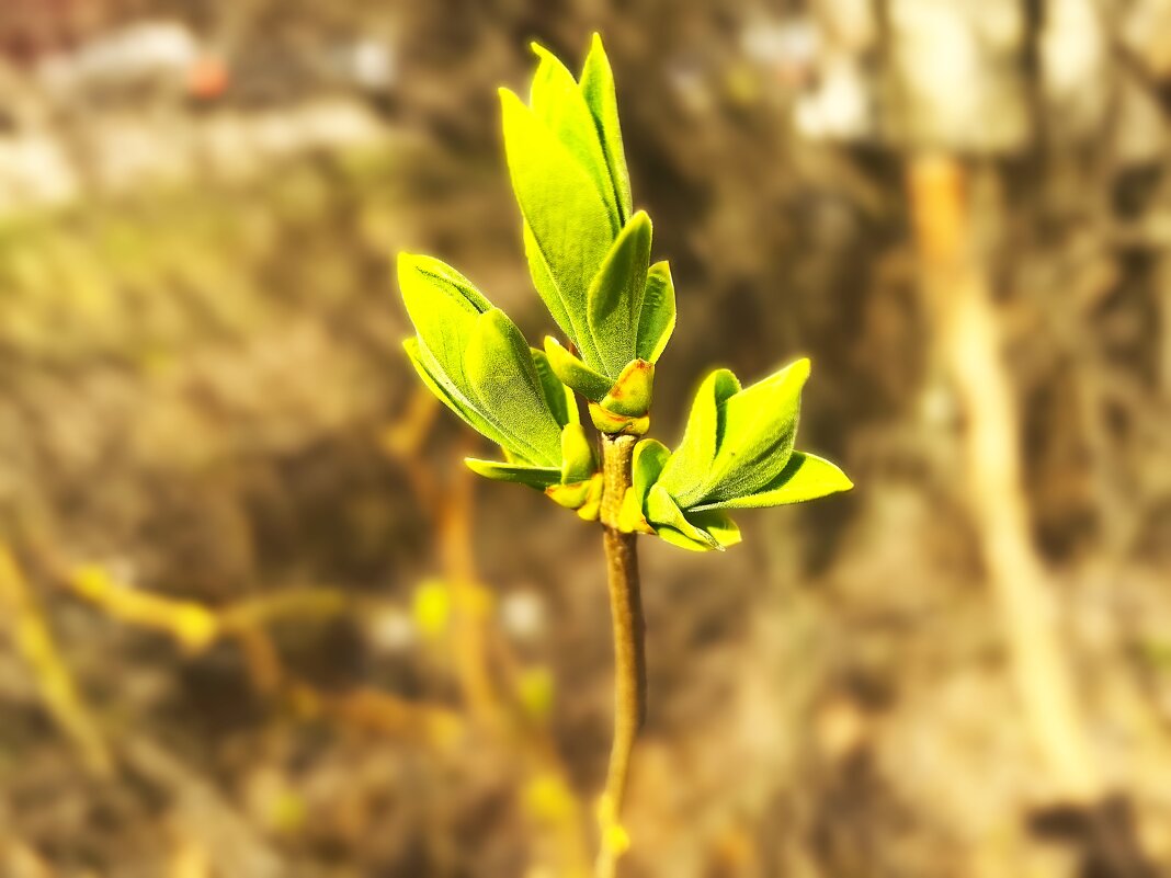 ***п е р в ы е листочки*** - Olga Oskolkova