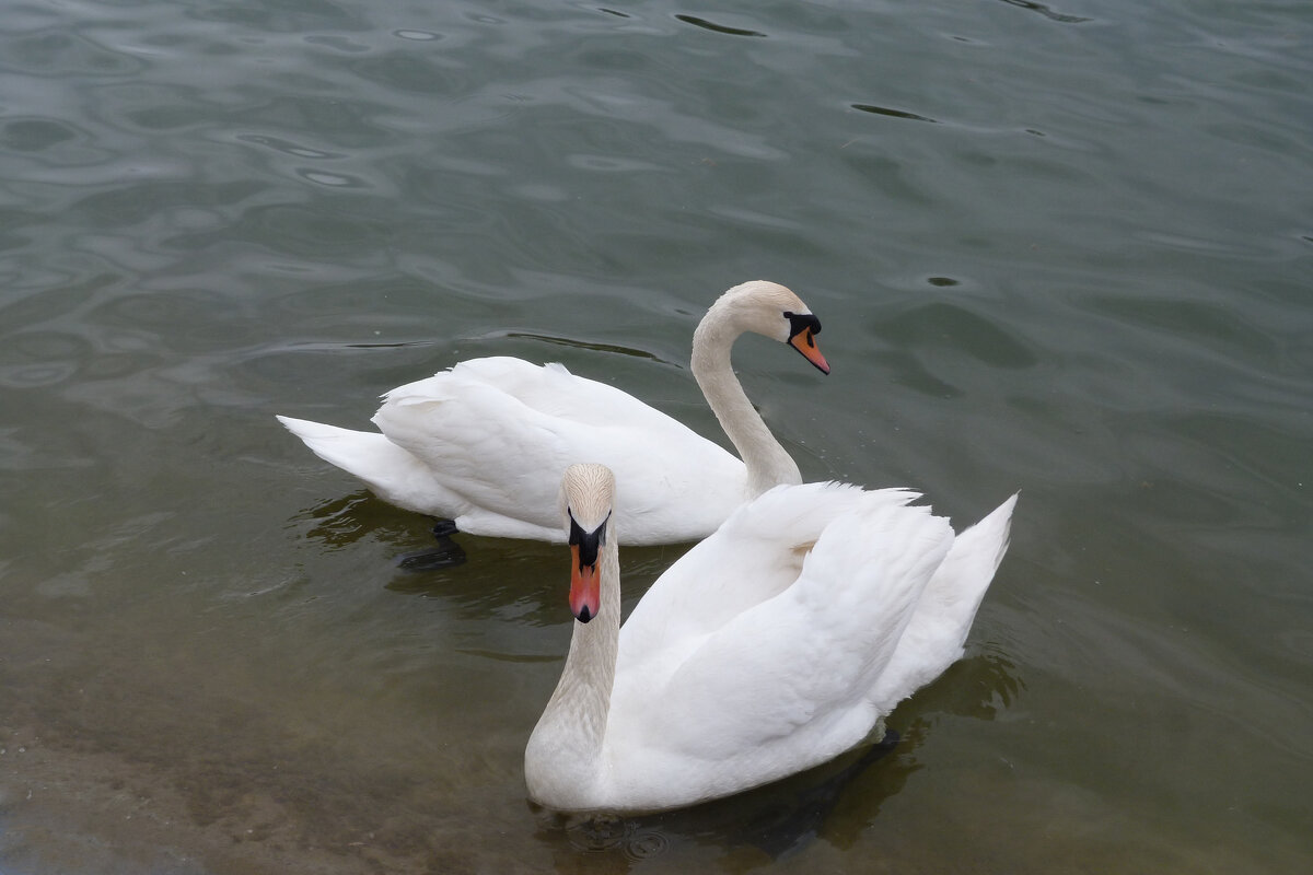 Лебеди в озере у радиорынка - Валентин Семчишин Лебеди в озере у радиорынка - Валентин Семчишин