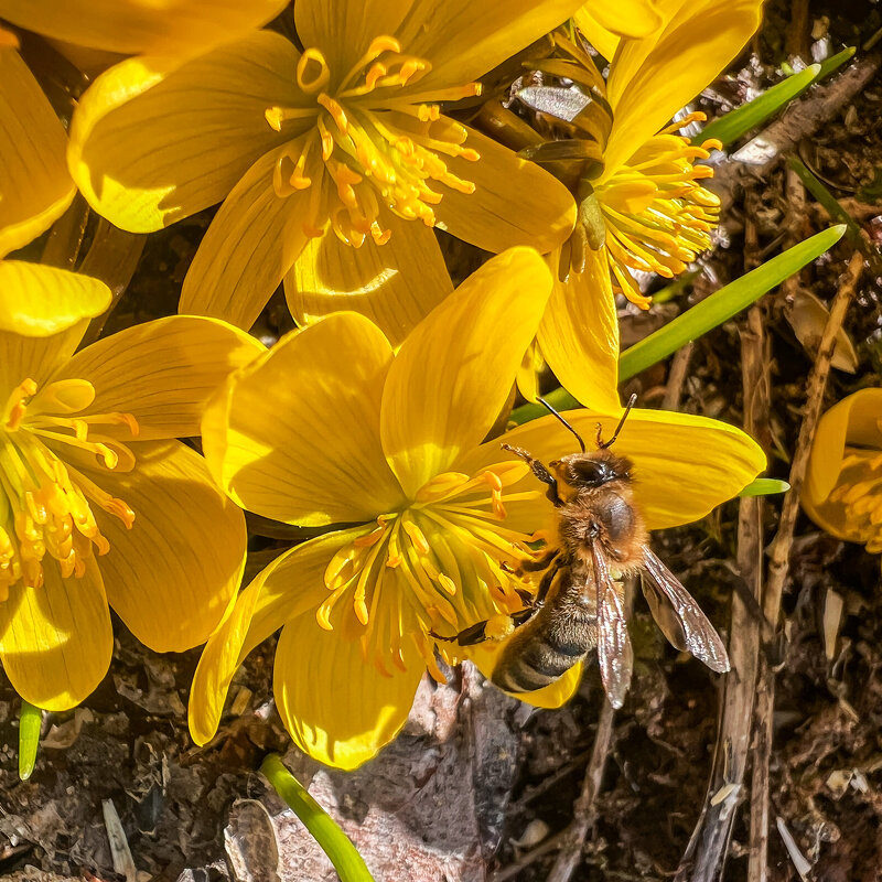 первый мед - Galina 