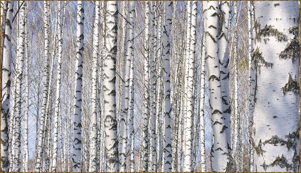 Берёзоньки - Анатолий Пашковский