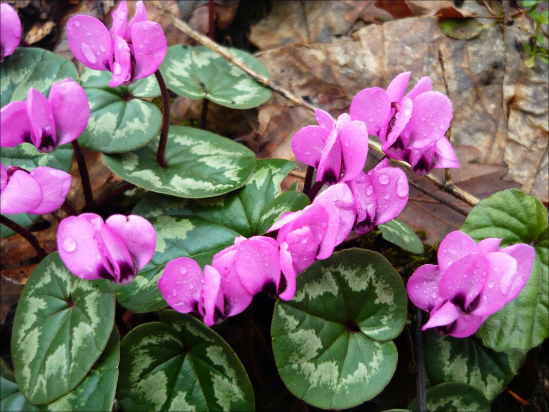 Цветочные поляны! - Надежда Цветочные поляны! - Надежда