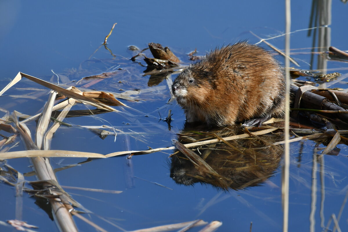 Ондатра в своей стихии. - Евгений Кузнецов