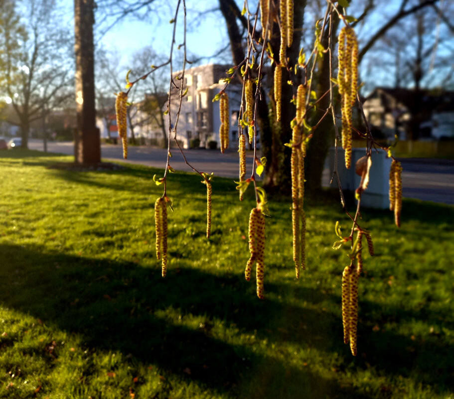 Весеннее утро - Сергей Порфирьев Весеннее утро - Сергей Порфирьев