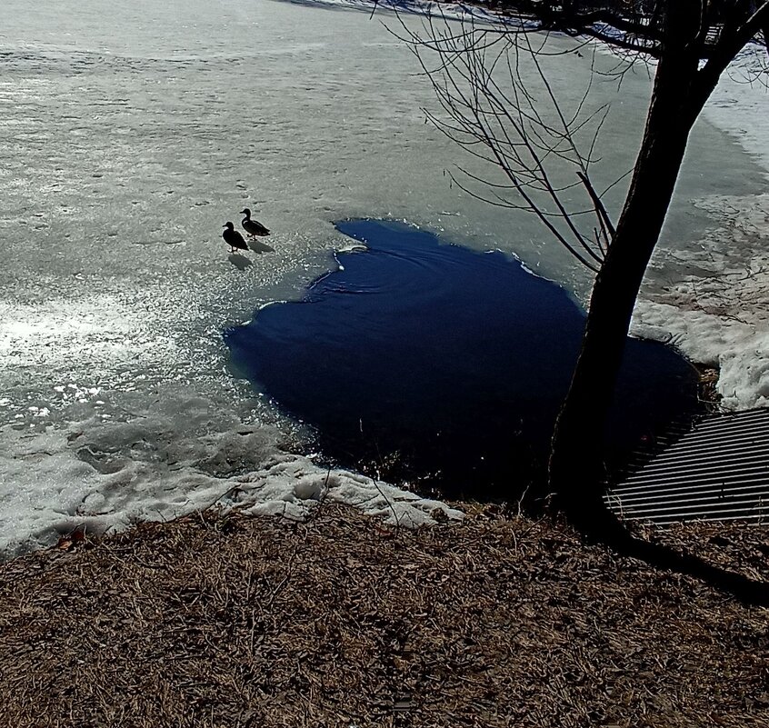 Март, пруд - ZNatasha -