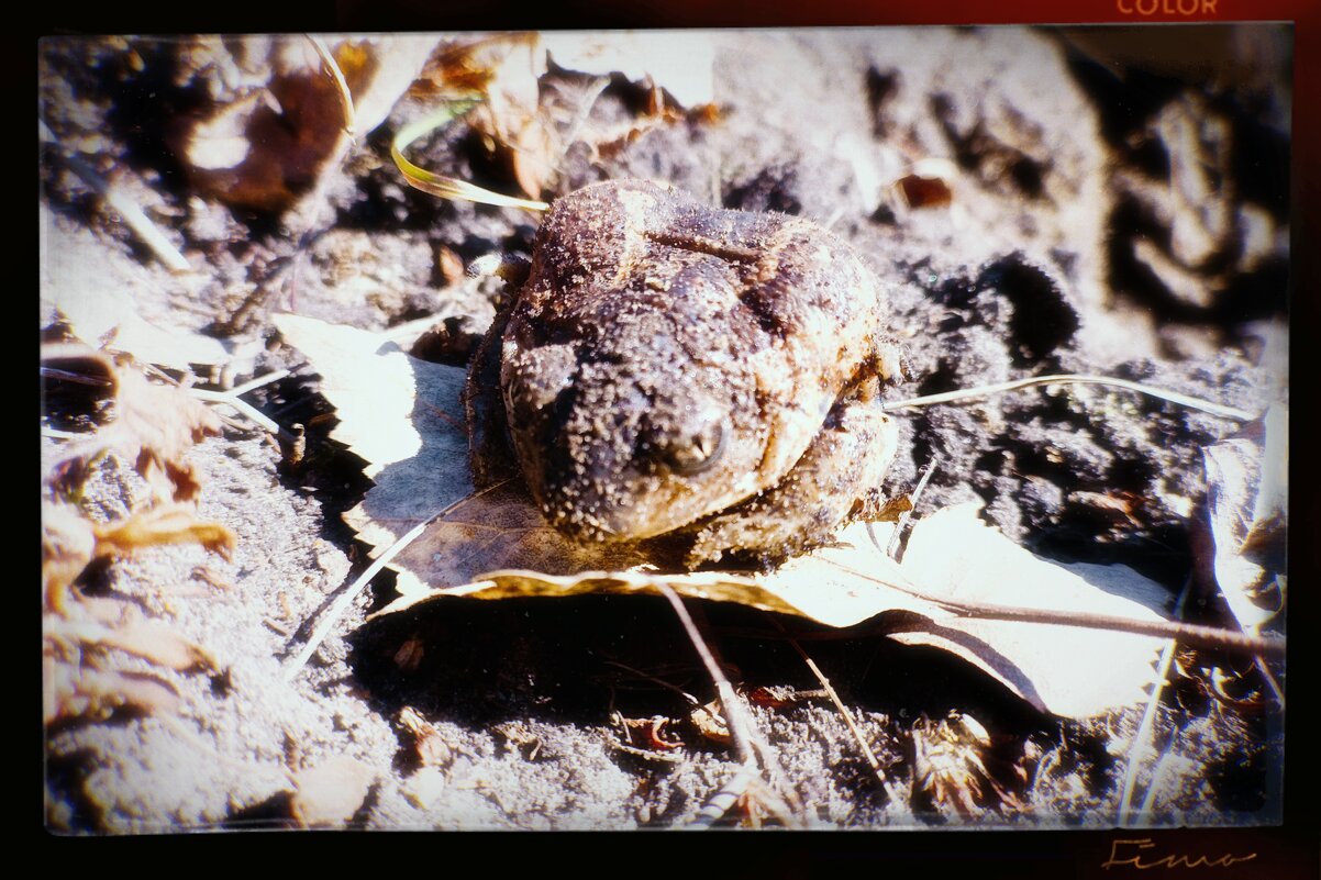 Лягушка-шахтёр - Игорь Солдаткин