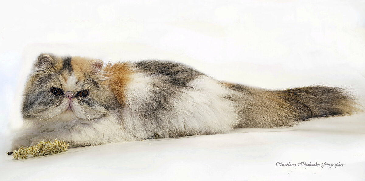 Оливия - Светлана Ищенко