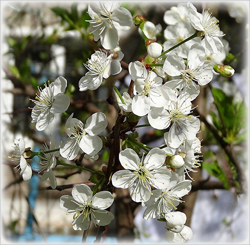 Цветение вишни. - Наталья ***