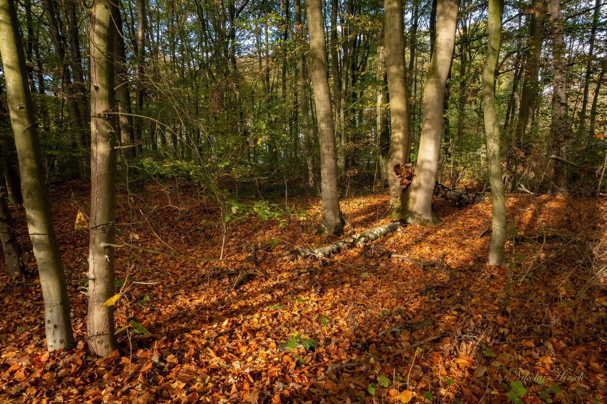 Осенний настрой... - Николай Гирш
