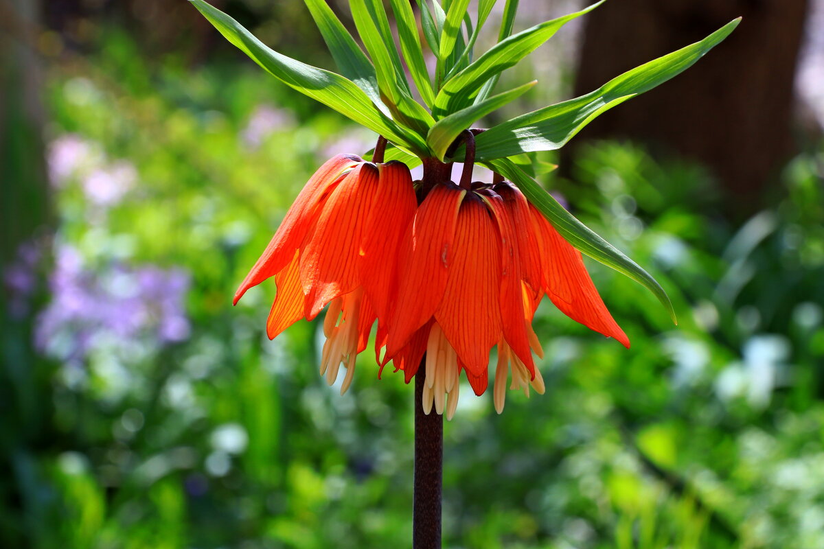 рябчик императорский - Игорь Kуленко рябчик императорский - Игорь Kуленко