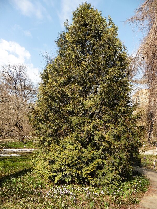 Весна в Аптекарском огороде - Лидия Бусурина
