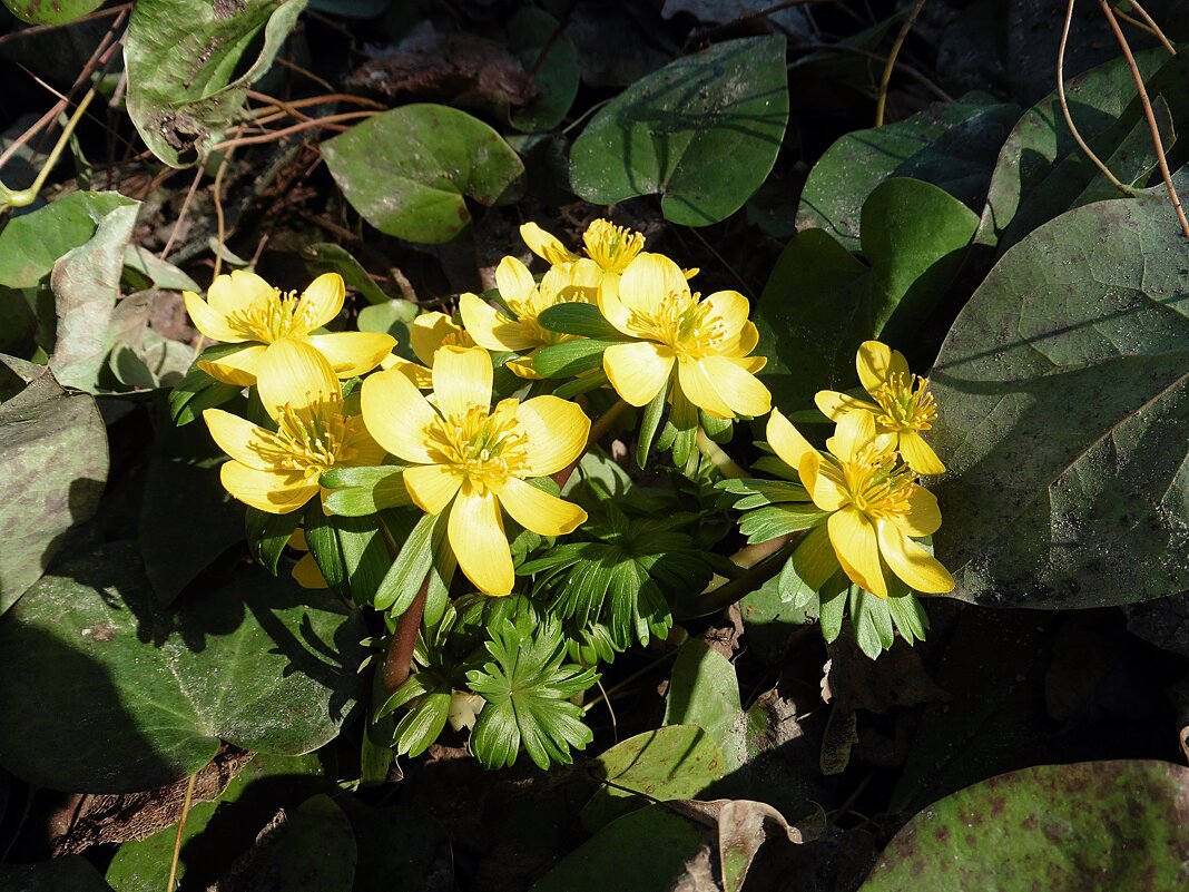 Весенник зимующий. (Eranthis hyemalis) - Лидия Бусурина