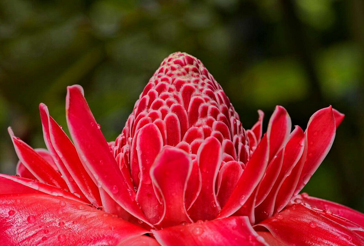 Мир цветов -3 - irina Schwarzer 