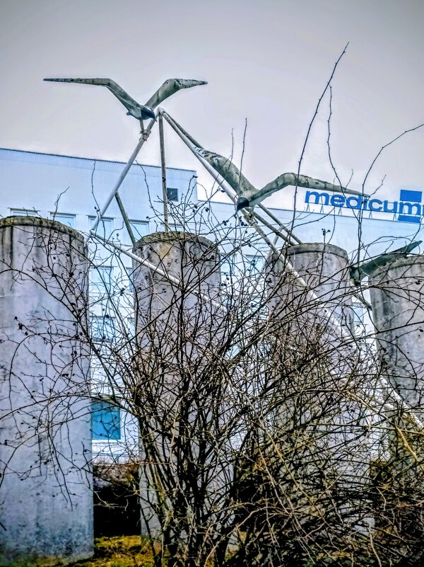 "Чайки" над Medicum - Veera V "Чайки" над Medicum - Veera V