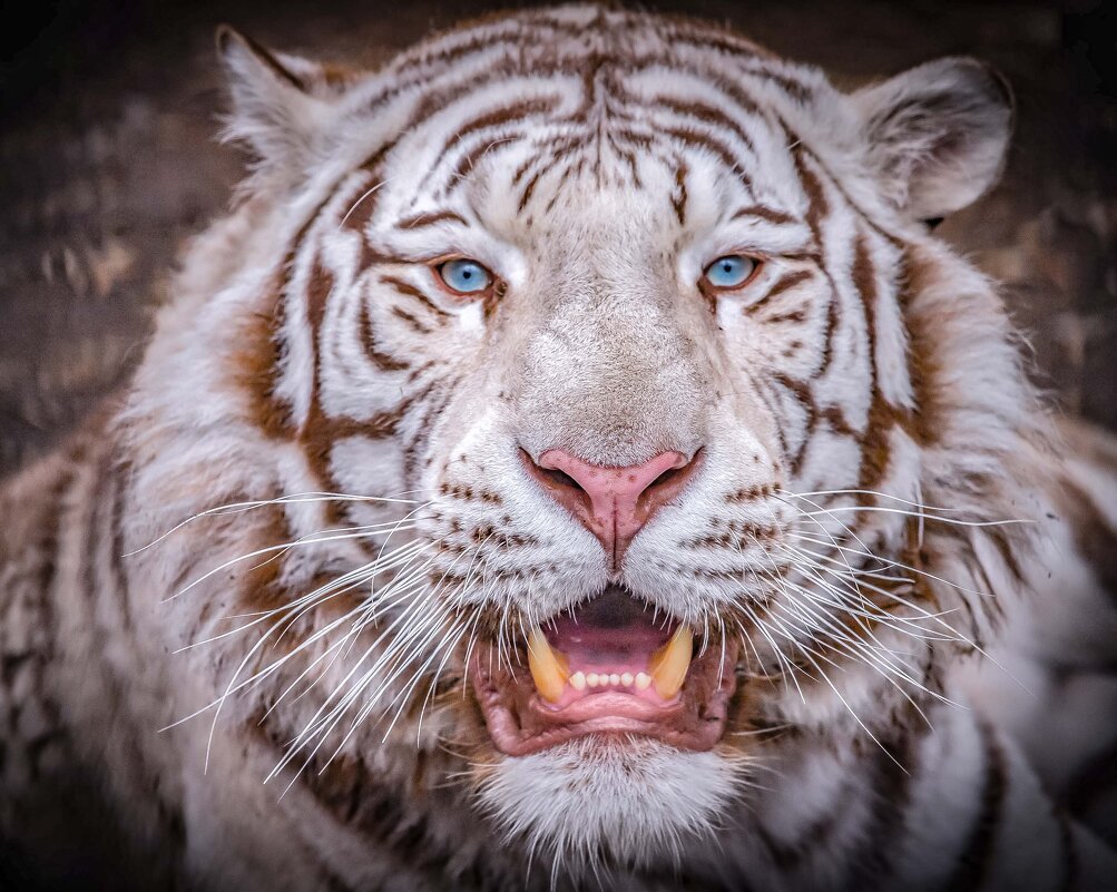 Бенгальский тигр КОВИ. - Аркадий Лаптенко